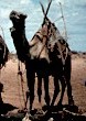 The rendille dromedary (Kenya) has a population of 79280 and is not endangered. Photo: FAO.