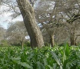 Maize grown under "fertilizer trees"