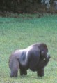 Gorilla in Gabon's Odzala Park