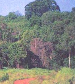 Native forests of Ethiopia's Gambella region