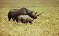 Black rhino and calf