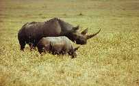 Black rhino and calf