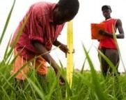 Agricultores trabajando en una parcela en Senegal