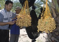 Date palms in Namibia (Photo: FAO)