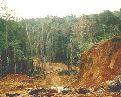 Deforestation of African rain forest