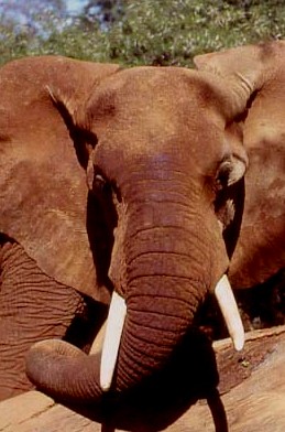 Elephant in Kenyas Samburu National Reserve