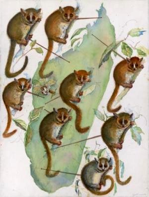 Different species of endemic mouse lemurs (Microcebus) occurring in the western half of Madagascar. Microcebus are the world's smallest living primates and some species are limited to small geographic areas.