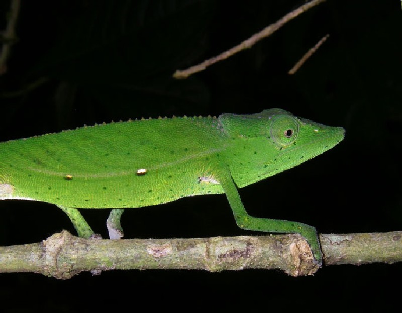 Madagascar reconstruye la historia de su fauna