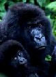 Mountain gorilla (Photo: WWF)