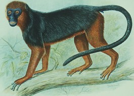 Miss Waldron's red colobus monkey (illustration)