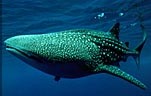 Whale shark. Photo: WWF.