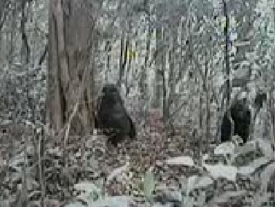 Imagen de los gorilas del río Cross