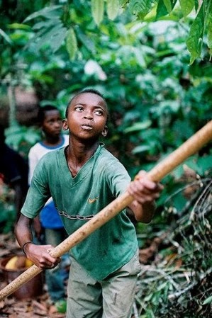 Child labour on Ivorian cocoa farm Child labour on Ivorian cocoa farm