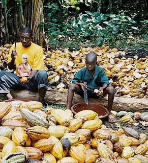 - Child labour in Ivorian cocoa farms unchecked