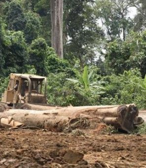 Industrial logging in the Congo Basin