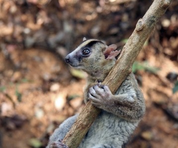 Especie de lemur de Madagascar