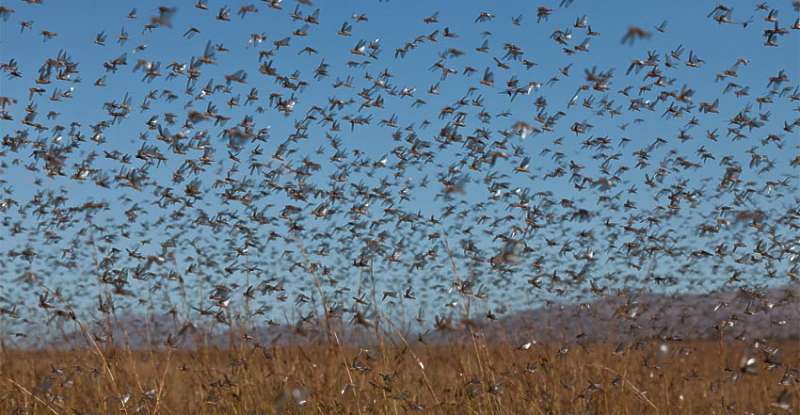 locust swarm gif